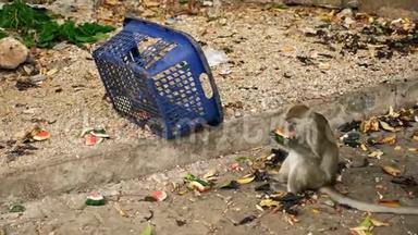 猴子从垃圾篮子里吃西瓜